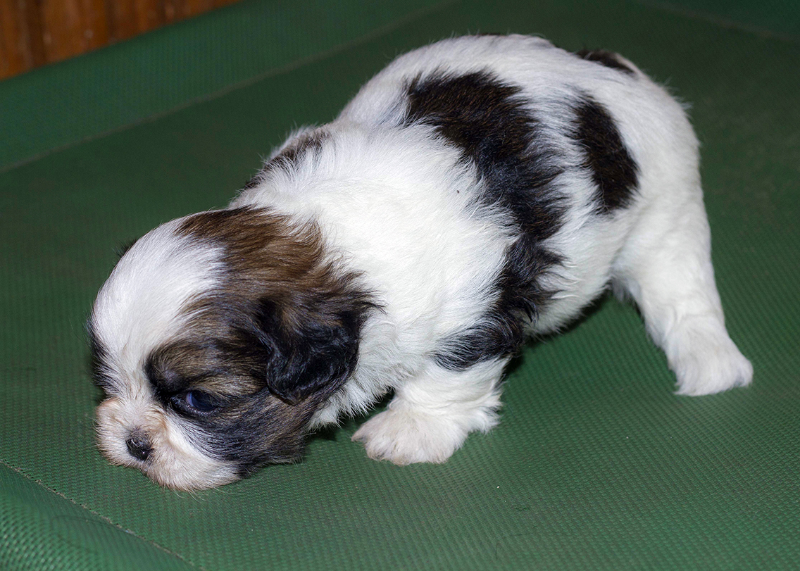 Image of shih tzu posted on 2022-01-28 13:10:23 from Nagarbhavi